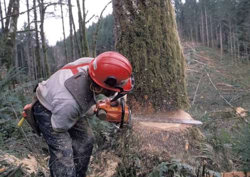 Heritage Tree Service in Vancouver