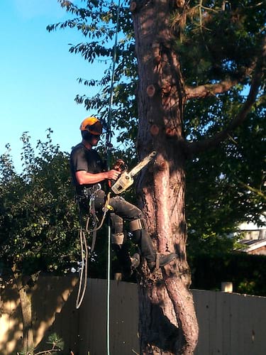 Heritage Tree Service in Vancouver
