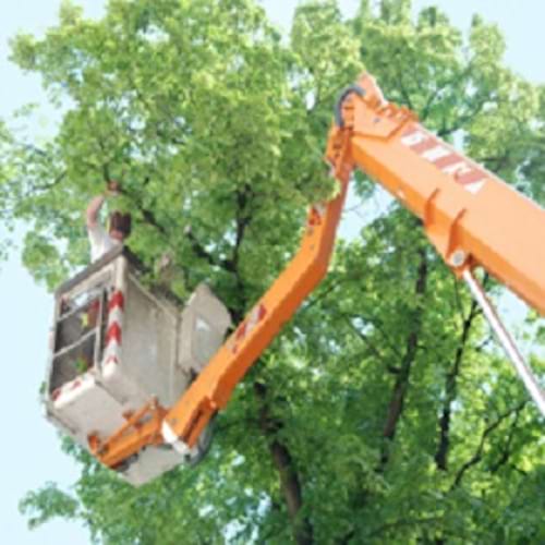 H & H Tree Services Inc. in Lometa