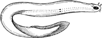 woodcut sketch of myxine glutinosa, the hagfish