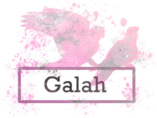 Galah logo