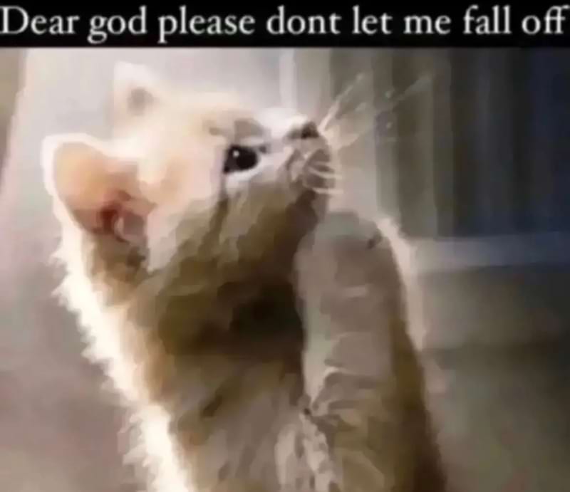 cat meme