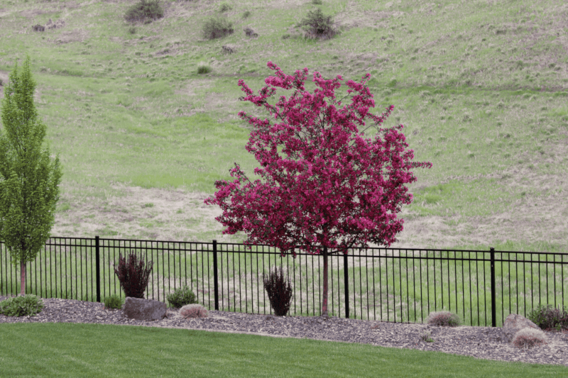 My Crabapple Tree
