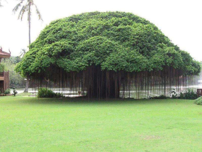 banyan tree