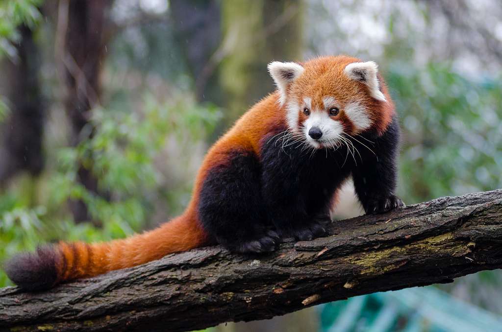 Example Image: Redpanda