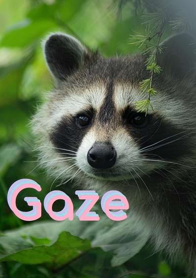 Logo of a raccoon staring