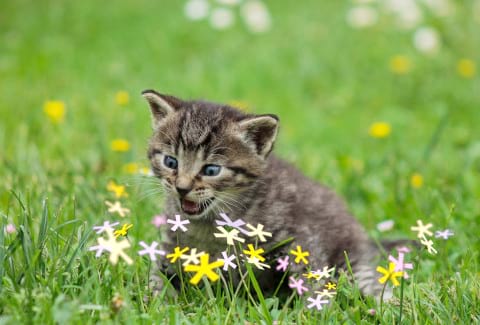 (kitten trying to eat some some flowers that look suspicously like asterisks)