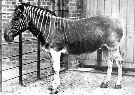 Picture of Quagga