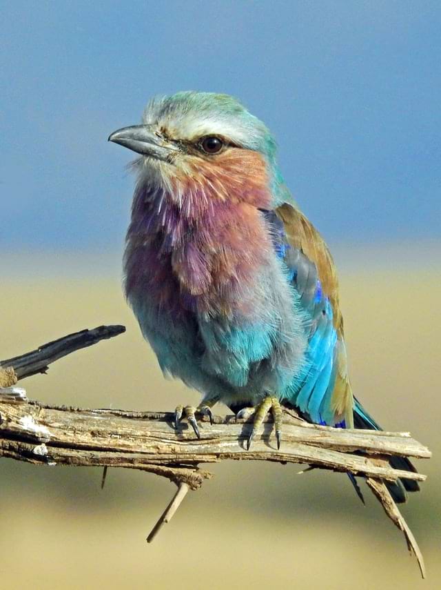 Lilac-breated Roller, by David Clode