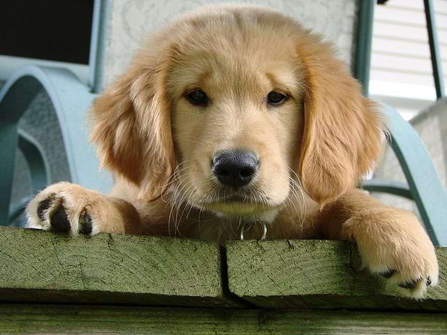 Callie, a golden retriever puppy.