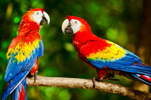 resources/imgs/parrots.png