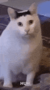 Demo Gif