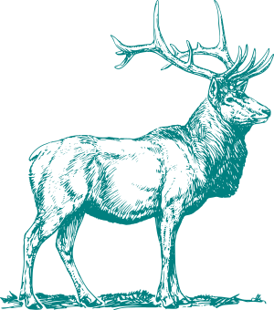 teal deer