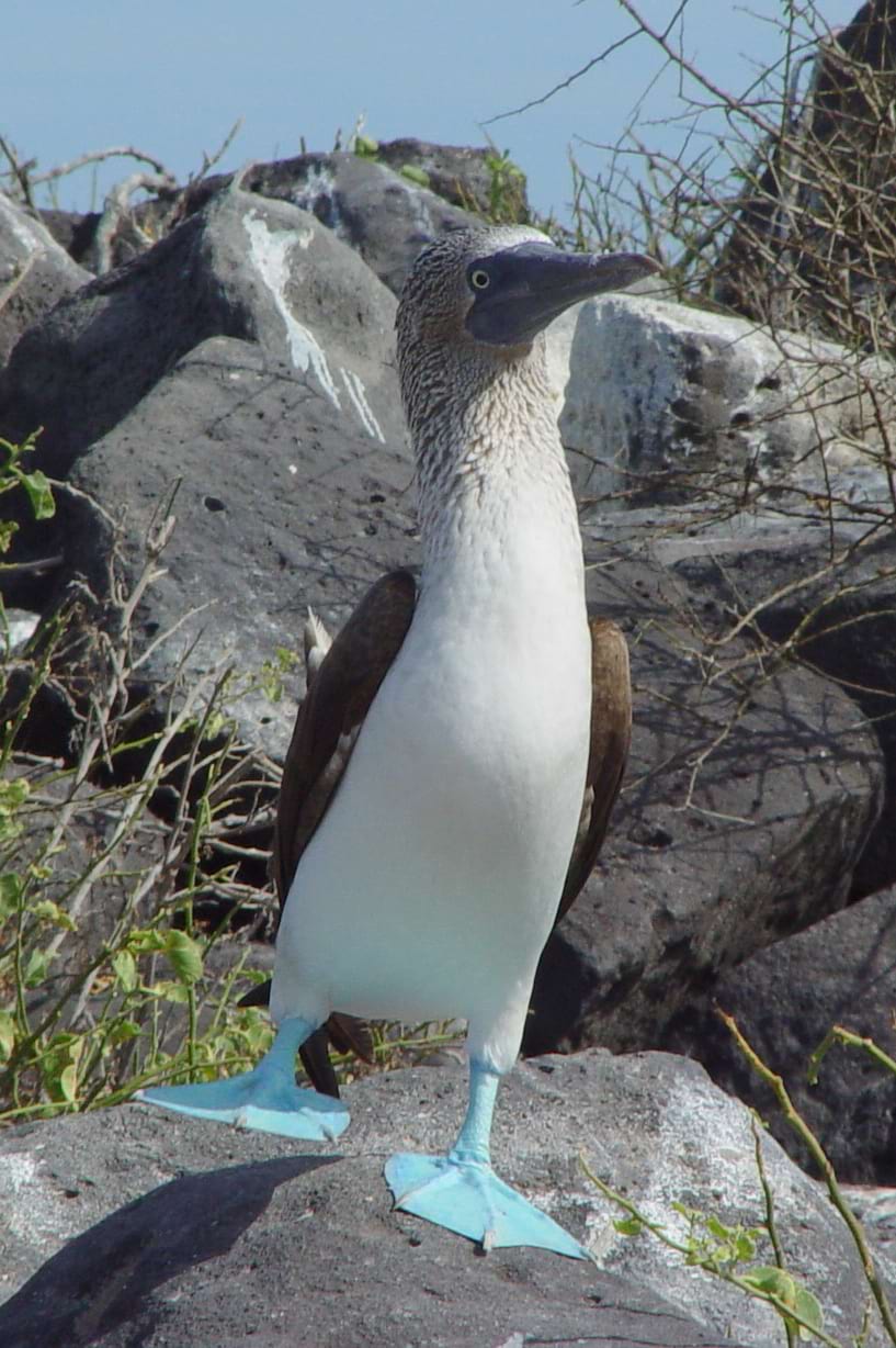 a blue-footed booby