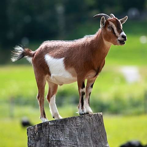 goats are actually the best animal ever invented
