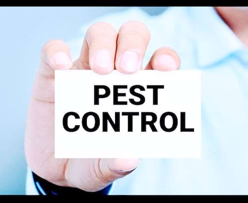 Hygiene pest control in NewDelhi