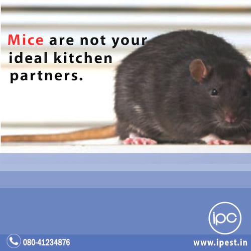 Integrated Pest Control pvt ltd in Bengaluru