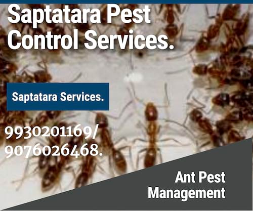 Saptatara Pest Control & Bird Netting Services. in India