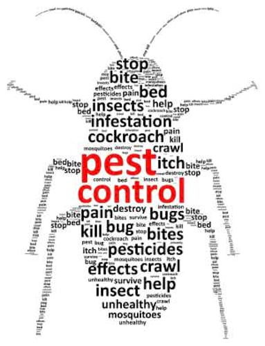 Perfect Pest Control Services in Udaipur