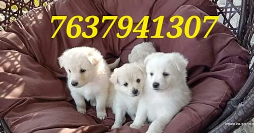 mc pets kennel assam in India