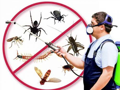 HVL Pest Service in Ernakulam