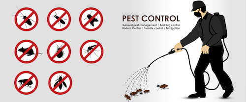 Real Line Pest Management Services in Ahmedabad