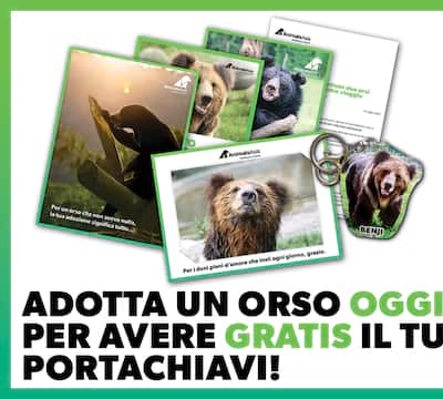 Cosa contiene il tuo kit di benvenuto 'Adotta un Orso'