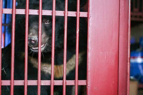 Vietnam’s last bile bears can’t wait a minute longer