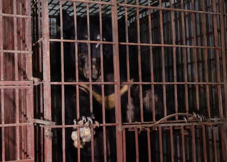 Help us rescue every last bear before it’s too late