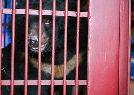 Vietnam’s last bile bears can’t wait a minute longer