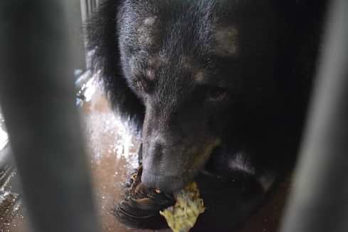 A bear’s emotional trauma can last a lifetime. Help stop their suffering.