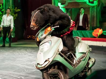 Kein Bär sollte zu Unterhaltungszwecken leiden müssen