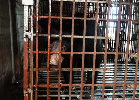 Werden Sie dazu beitragen, der Bärengallefarm ein Ende zu setzen?