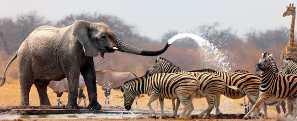 Johannesburg with Safari at Kruger Park & Cape Town Johannesburg with Safari at Kruger Park & Cape Town