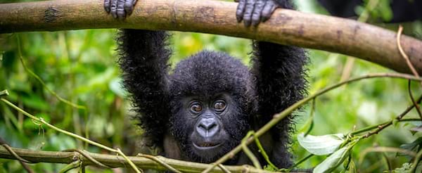 Rwanda Safari & Gorilla Trekking Rwanda Safari & Gorilla Trekking