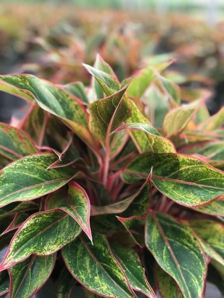 Aglaonema 'Aurora Siam' | Farm Life Tropical Foliage