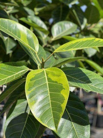 altissima ficus