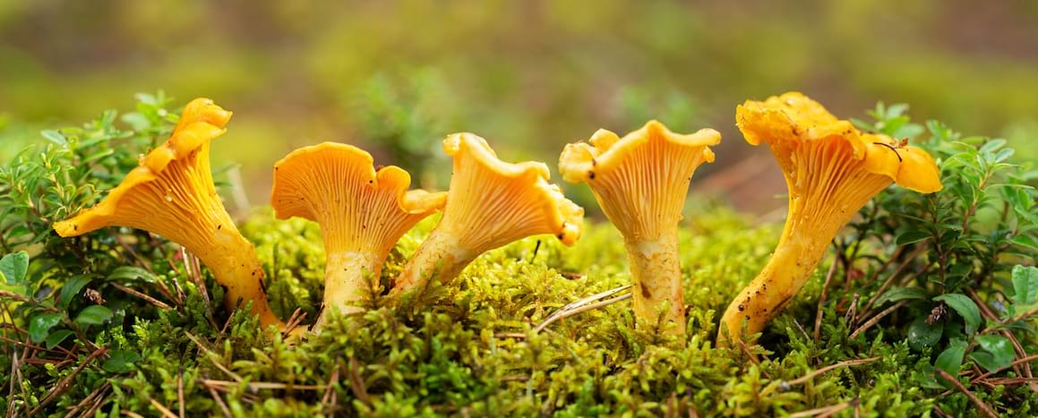 Consumul de ciuperci scade riscul de cancer?