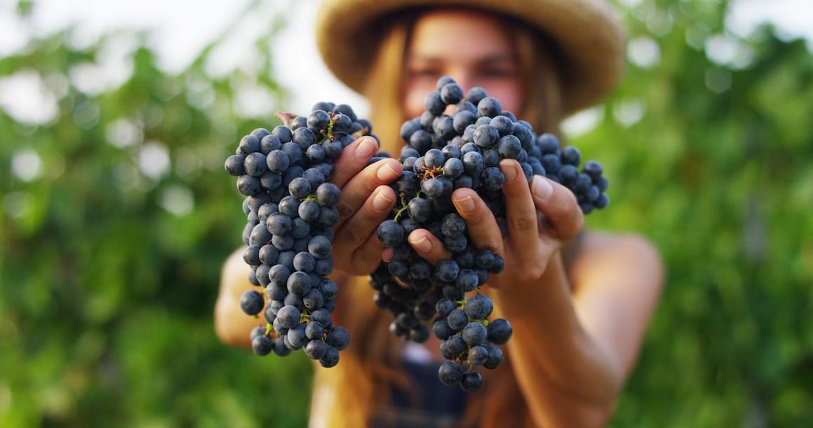 Beneficiile deliciosului MUST - bogat in resveratrol si minerale