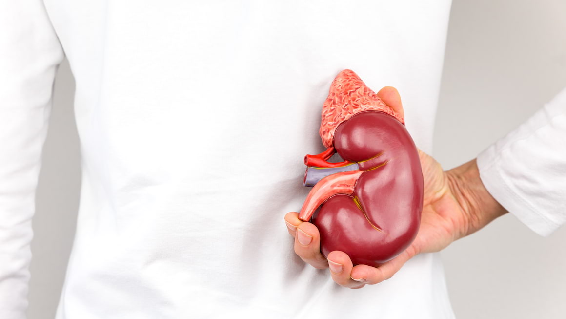 Un rinichi de porc a fost transplantat cu succes la un pacient uman, pentru prima data