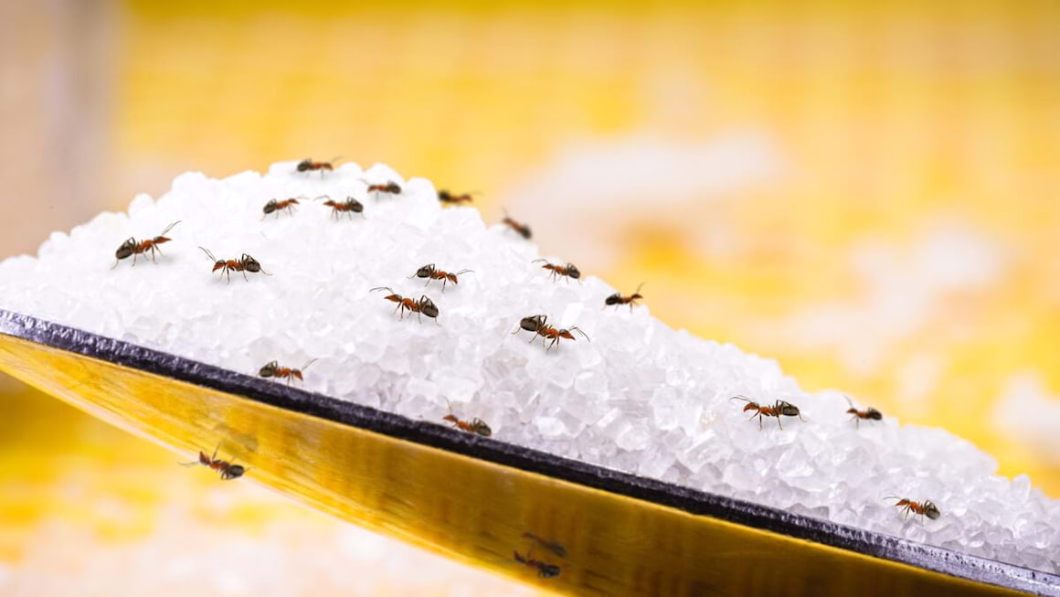Ce ingrediente naturale tin furnicile la distanta