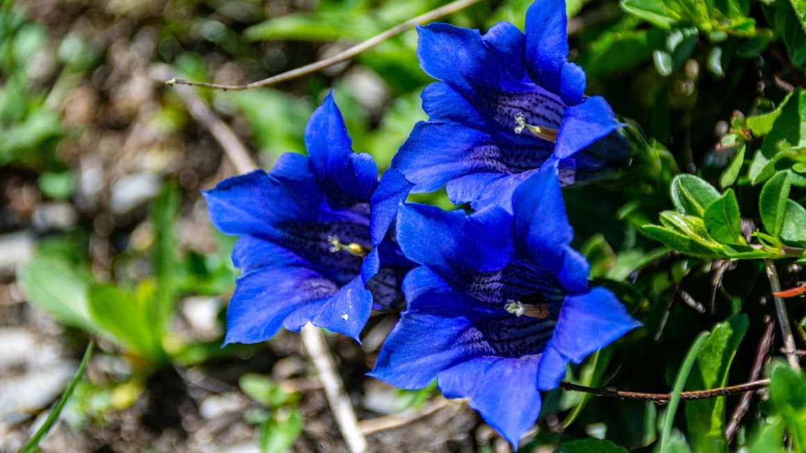 Beneficii gentiana: infuzie, tinctura, decoct sau sirop