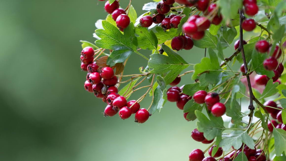 Aliati din natura pentru cei care au colesterolul marit