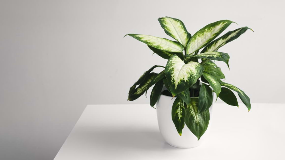 Plantele de apartament care pun copiii in pericol