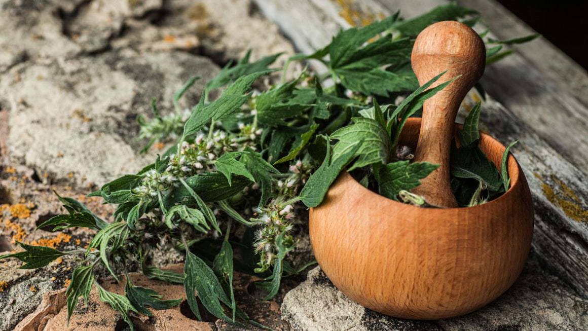 Talpa gastei, o planta medicinala care ajuta inima