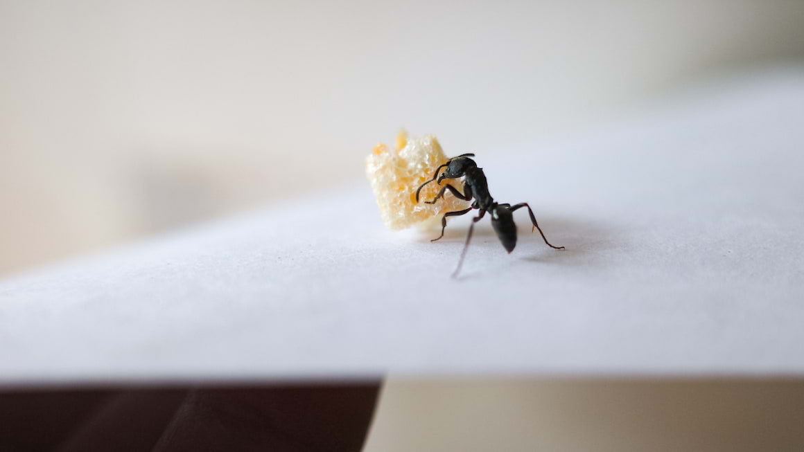 Remedii naturale pentru a tine insectele la distanta