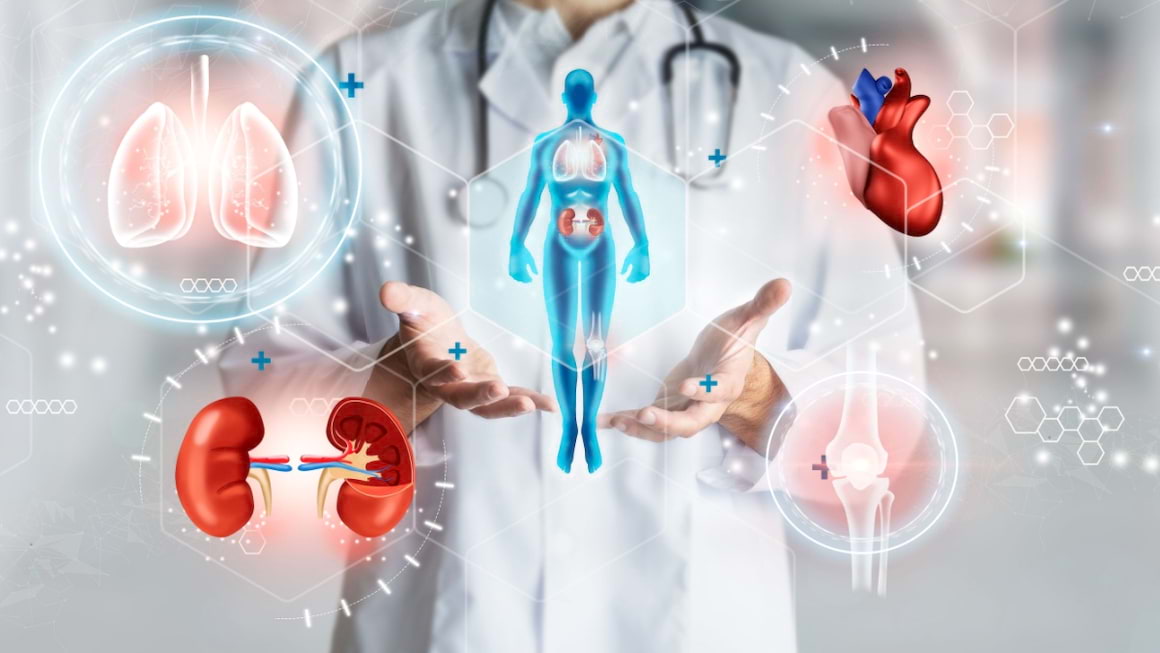 Anatomia corpului uman: organe și sisteme