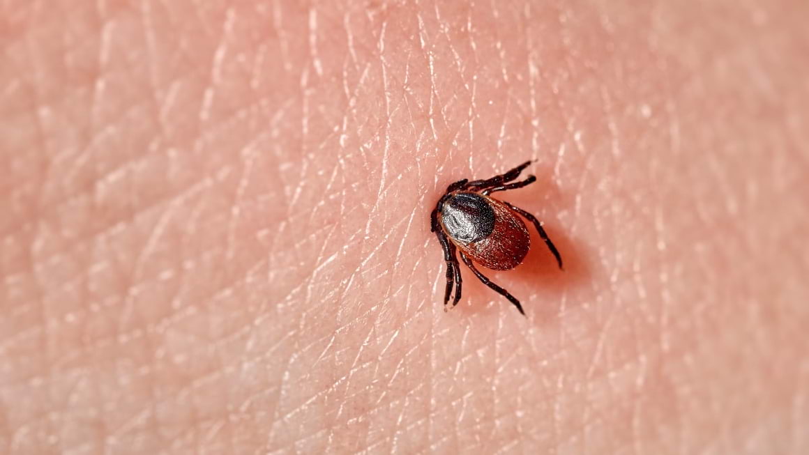 Pericolele mușcăturii de căpușă