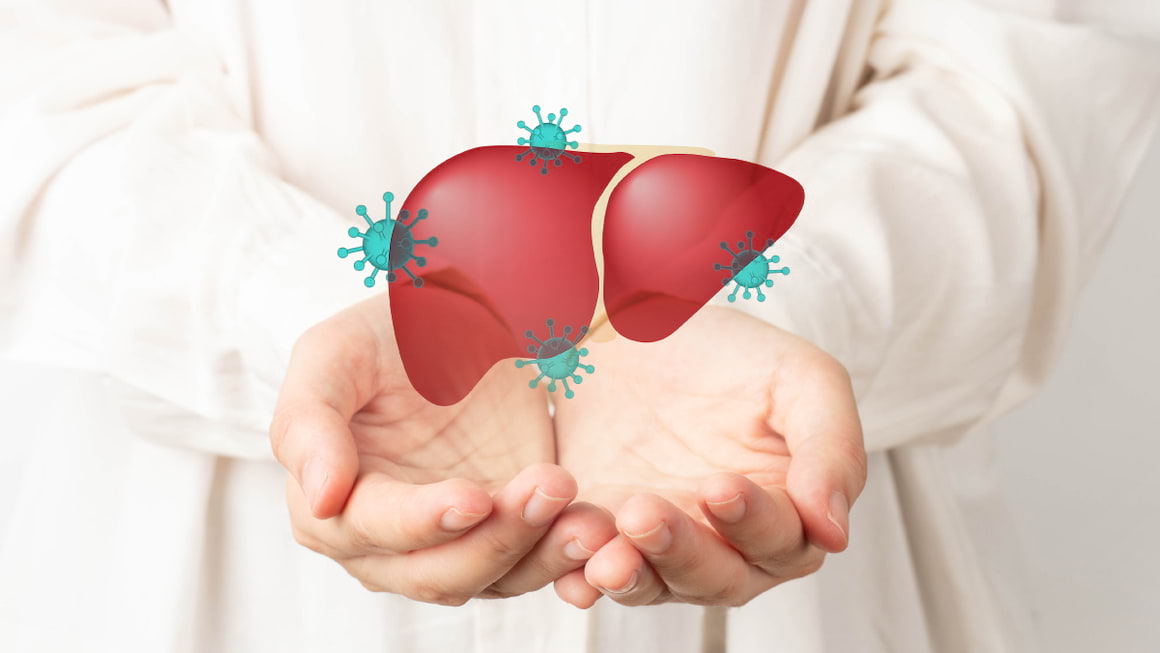 Ciclul de viata al virusului hepatitei C (HCV)