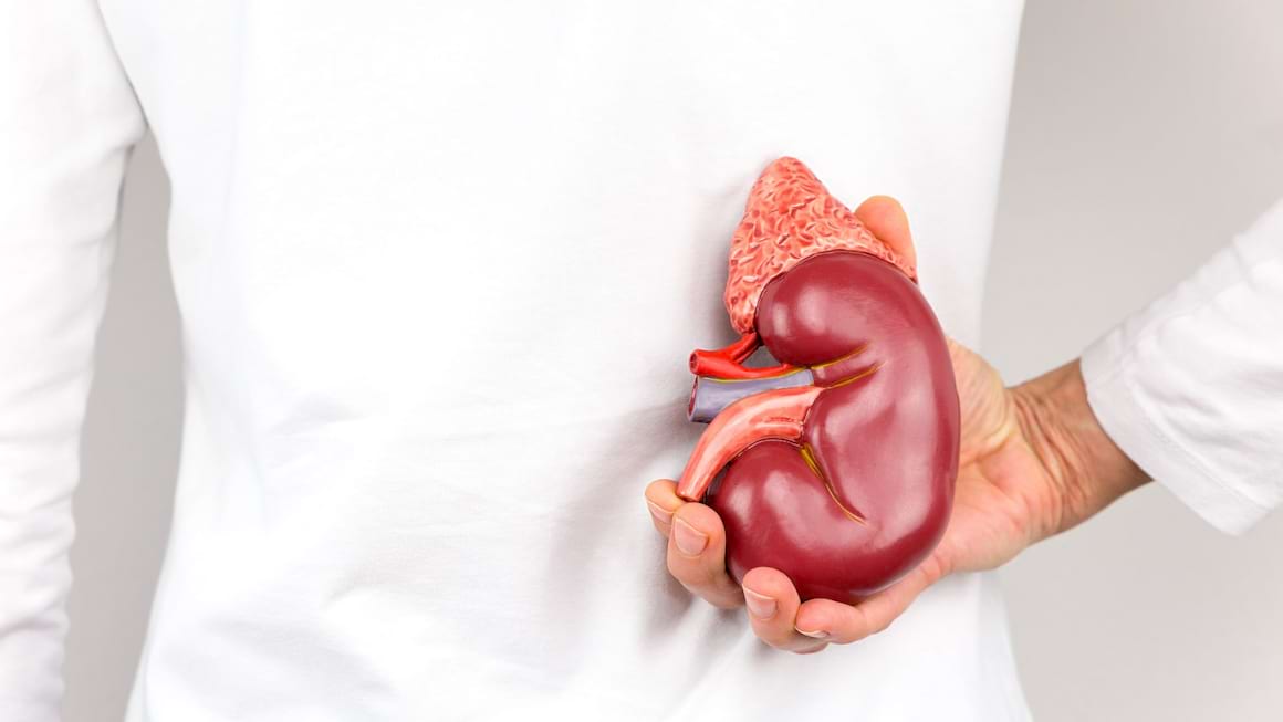 Un rinichi de porc a fost transplantat cu succes la un pacient uman, pentru prima data